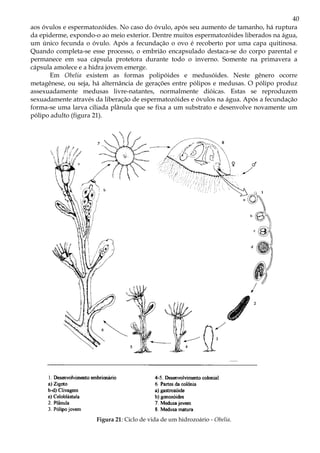 40
aos óvulos e espermatozóides. No caso do óvulo, após seu aumento de tamanho, há ruptura
da epiderme, expondo-o ao meio exterior. Dentre muitos espermatozóides liberados na água,
um único fecunda o óvulo. Após a fecundação o ovo é recoberto por uma capa quitinosa.
Quando completa-se esse processo, o embrião encapsulado destaca-se do corpo parental e
permanece em sua cápsula protetora durante todo o inverno. Somente na primavera a
cápsula amolece e a hidra jovem emerge.
       Em Obelia existem as formas polipóides e medusóides. Neste gênero ocorre
metagênese, ou seja, há alternância de gerações entre pólipos e medusas. O pólipo produz
assexuadamente medusas livre-natantes, normalmente dióicas. Estas se reproduzem
sexuadamente através da liberação de espermatozóides e óvulos na água. Após a fecundação
forma-se uma larva ciliada plânula que se fixa a um substrato e desenvolve novamente um
pólipo adulto (figura 21).




                     Figura 21: Ciclo de vida de um hidrozoário - Obelia.
 