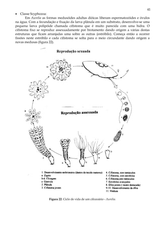 41
•   Classe Scyphozoa:
       Em Aurelia as formas medusóides adultas dióicas liberam espermatozóides e óvulos
na água. Com a fecundação e fixação da larva plânula em um substrato, desenvolve-se uma
pequena larva polipóide chamada cifístoma que é muito parecida com uma hidra. O
cifístoma fixo se reproduz assexuadamente por brotamento dando origem a várias destas
estruturas que ficam arranjadas uma sobre as outras (estróbilo). Começa então a ocorrer
fissões neste estróbilo e cada cifístoma se solta para o meio circundante dando origem a
novas medusas (figura 22).




                      Figura 22: Ciclo de vida de um cifozoário - Aurelia.
 
