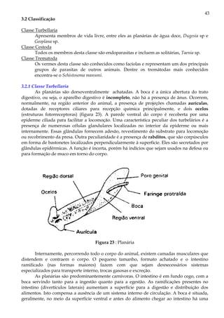 43
3.2 Classificação

Classe Turbellaria
       Apresenta membros de vida livre, entre eles as planárias de água doce, Dugesia sp e
      Geoplana sp.
Classe Cestoda
       Todos os membros desta classe são endoparasitas e incluem as solitárias, Taenia sp.
Classe Trematoda
       Os vermes desta classe são conhecidos como facíolas e representam um dos principais
      grupos de parasitas de outros animais. Dentre os tremátodas mais conhecidos
      encontra-se o Schistosoma mansoni.

3.2.1 Classe Turbellaria
       As planárias são dorsoventralmente achatadas. A boca é a única abertura do trato
digestivo, ou seja, o aparelho digestivo é incompleto, não há a presença de ânus. Ocorrem,
normalmente, na região anterior do animal, a presença de projeções chamadas aurículas,
dotadas de receptores ciliares para recepção química principalmente, e dois ocelos
(estruturas fotorreceptoras) (figura 23). A parede ventral do corpo é recoberta por uma
epiderme ciliada para facilitar a locomoção. Uma característica peculiar dos turbelários é a
presença de numerosas células glandulares localizadas no interior da epiderme ou mais
internamente. Essas glândulas fornecem adesão, revestimento do substrato para locomoção
ou recobrimento da presa. Outra peculiaridade é a presença de rabditos, que são corpúsculos
em forma de bastonetes localizados perpendicularmente à superfície. Eles são secretados por
glândulas epidérmicas. A função é incerta, porém há indícios que sejam usados na defesa ou
para formação de muco em torno do corpo.




                                    Figura 23 : Planária

       Internamente, percorrendo todo o corpo do animal, existem camadas musculares que
distendem e contraem o corpo. O pequeno tamanho, formato achatado e o intestino
ramificado (nas formas maiores) fazem com que sejam desnecessários sistemas
especializados para transporte interno, trocas gasosas e excreção.
       As planárias são predominantemente carnívoras. O intestino é em fundo cego, com a
boca servindo tanto para a ingestão quanto para a egestão. As ramificações presentes no
intestino (divertículos laterais) aumentam a superfície para a digestão e distribuição dos
alimentos. Isto compensa a ausência de um sistema interno de circulação. A boca é situada,
geralmente, no meio da superfície ventral e antes do alimento chegar ao intestino há uma
 