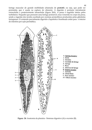 44
faringe muscular de grande mobilidade (chamada de protrátil, ou seja, que pode ser
protraída), que é usada na captura do alimento. A digestão é portanto inicialmente
extracelular e posteriormente intracelular (figura 24A). A presa é engolida inteira pelos
turbelários. Naqueles que possuem uma faringe protraível, essa é inserida no corpo da presa,
sendo a ingestão dos tecidos auxiliada por enzimas proteolíticas produzidas pelas glândulas
faringianas. O conteúdo parcialmente digerido e liquefeito é bombeado então para o interior
do intestino por ação peristáltica.




          Figura 24: Anatomia da planária - Sistemas digestivo (A) e excretor (B).
 