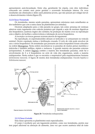46
apresentarem auto-fecundação. Entre elas, geralmente há cópula, com dois indivíduos
colocando em contato seus poros genitais e ocorrendo fecundação interna. Os ovos
resultantes são eliminados e deles saem planárias jovens, que não passam por estágio larval:
o desenvolvimento é direto (figura 25).

3.2.2 Classe Trematoda
       Os tremátodas, mesmo sendo parasitas, apresentam estruturas mais semelhantes as
dos turbelários que com a outra classe de platelmintes (os céstodas).
       Ocorrem adaptações para a vida parasita no grupo, tais como: presença de ventosas
adesivas orais; tegumento com cutícula protetora que impede a ação de enzimas digestivas
dos hospedeiros; ausência órgãos dos sentidos; há produção de muitos ovos na reprodução
com o objetivo de facilitar a sobrevivência e infestação de novos hospedeiros.
       A excreção e as trocas gasosas ocorrem através do tegumento.
       Na reprodução, os espermatozóides deixam os testículos e se armazenam na vesícula
seminal. Ocorre copulação mútua e fertilização cruzada. O ciclo de vida pode envolver de
um a vários hospedeiros. Os tremátodas que possuem um único hospedeiro foram colocados
na ordem Monogenea. Nesta ordem encontram-se os parasitas de muitos peixes marinhos e
dulcícolas e também anfíbios, répteis e moluscos. A grande maioria são parasitas externos
(ectoparasitas). A ordem Digenea contém a maioria dos tremátodas parasitas, onde há o
envolvimento de 2 a 4 hospedeiros no ciclo de vida dos organismos, sendo a maioria
endoparasitas. Nesta ordem é que se encontra o responsável pela esquistossomose humana
(Schistosoma mansoni). A figura 26 mostra dois tremátodas endoparasitas: Fasciola hepatica e
Schistosoma mansoni.




                             Figura 26: Tremátodas endoparasitas.

      3.2.3 Classe Cestoda
      Esta classe apresenta os platelmintes mais especializados.
      O corpo é recoberto por um tegumento protetor, como nos tremátodas, porém esse
tem papel adicional na absorção de alimento, uma vez que ocorre ausência total de trato
 