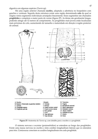 47
digestivo em algumas espécies (Taenia sp).
       Há uma região anterior chamada escólex, adaptada a aderência no hospedeiro com
ganchos e ventosas. Seguida desta estrutura existe uma região denominada colo da qual se
origina vários segmentos individuais arranjados linearmente. Esses segmentos são chamados
proglótides e compõem a maior parte do verme (figura 27). As tênias são geralmente longas,
podendo atingir até 12 metros de comprimento. As proglótides mais jovens estão localizadas
mais próximas do colo, aumentando de tamanho e maturidade em direção à região posterior
do animal.




           Figura 27: Anatomia da Taenia sp, com detalhe para o escólex e a proglótide.

       O sistema nervoso e excretor (protonefrídios) se estendem ao longo das proglótides.
Existe uma massa nervosa no escólex e dois cordões longitudinais laterais que se estendem
para trás. Comissuras conectam os cordões longitudinais em cada proglótide.
 