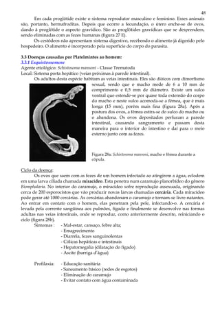 48
      Em cada proglótide existe o sistema reprodutor masculino e feminino. Esses animais
são, portanto, hermafroditas. Depois que ocorre a fecundação, o útero enche-se de ovos,
dando à proglótide o aspecto gravídico. São as proglótides gravídicas que se desprendem,
sendo eliminadas com as fezes humanas (figura 27 E).
      Os cestódeos não apresentam sistema digestivo, recebendo o alimento já digerido pelo
hospedeiro. O alimento é incorporado pela superfície do corpo do parasita.

3.3 Doenças causadas por Platelmintes ao homem:
3.3.1 Esquistossomose
Agente etiológico: Schistosoma mansoni - Classe Trematoda
Local: Sistema porta hepático (veias próximas à parede intestinal).
       Os adultos desta espécie habitam as veias intestinais. Eles são dióicos com dimorfismo
                                     sexual, sendo que o macho mede de 6 a 10 mm de
                                     comprimento e 0,5 mm de diâmetro. Existe um sulco
                                     ventral que estende-se por quase toda extensão do corpo
                                     do macho e neste sulco acomoda-se a fêmea, que é mais
                                     longa (15 mm), porém mais fina (figura 28a). Após a
                                     postura dos ovos, a fêmea estira-se do sulco do macho ou
                                     o abandona. Os ovos depositados perfuram a parede
                                     intestinal, causando sangramento e passam desta
                                     maneira para o interior do intestino e daí para o meio
                                     externo junto com as fezes.



                                   Figura 28a: Schistosoma mansoni, macho e fêmea durante a
                                   cópula.

Ciclo da doença:
        Os ovos que saem com as fezes de um homem infectado ao atingirem a água, eclodem
em uma larva ciliada chamada miracídeo. Esta penetra num caramujo planorbídeo do gênero
Biomphalaria. No interior do caramujo, o miracídeo sofre reprodução assexuada, originando
cerca de 200 esporocistos que vão produzir novas larvas chamadas cercária. Cada miracídeo
pode gerar até 1000 cercárias. As cercárias abandonam o caramujo e tornam-se livre-natantes.
Ao entrar em contato com o homem, elas penetram pela pele, infectando-o. A cercária é
levada pela corrente sangüínea aos pulmões, fígado e finalmente se desenvolve nas formas
adultas nas veias intestinais, onde se reproduz, como anteriormente descrito, reiniciando o
ciclo (figura 28b).
        Sintomas : - Mal-estar, cansaço, febre alta;
                     - Emagrecimento
                     - Diarréia, fezes sanguinolentas
                     - Cólicas hepáticas e intestinais
                     - Hepatomegalia (dilatação do fígado)
                     - Ascite (barriga d’água)

      Profilaxia:   - Educação sanitária
                    - Saneamento básico (redes de esgotos)
                    - Eliminação do caramujo
                    - Evitar contato com água contaminada
 