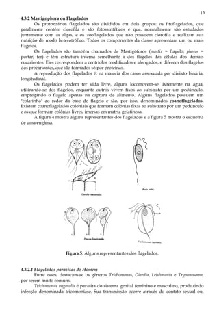 13
4.3.2 Mastigophora ou Flagelados
Os protozoários flagelados são divididos em dois grupos: os fitoflagelados, que
geralmente contém clorofila e são fotossintéticos e que, normalmente são estudados
juntamente com as algas, e os zooflagelados que não possuem clorofila e realizam sua
nutrição de modo heterotrófico. Todos os componentes da classe apresentam um ou mais
flagelos.
Os flagelados são também chamados de Mastigóforos (mastix = flagelo; phoros =
portar, ter) e têm estrutura interna semelhante a dos flagelos das células dos demais
eucariontes. Eles correspondem a centríolos modificados e alongados, e diferem dos flagelos
dos procariontes, que são formados só por proteínas.
A reprodução dos flagelados é, na maioria dos casos assexuada por divisão binária,
longitudinal.
Os flagelados podem ter vida livre, alguns locomovem-se livremente na água,
utilizando-se dos flagelos, enquanto outros vivem fixos ao substrato por um pedúnculo,
empregando o flagelo apenas na captura de alimento. Alguns flagelados possuem um
"colarinho" ao redor da base do flagelo e são, por isso, denominados coanoflagelados.
Existem coanoflagelados coloniais que formam colônias fixas ao substrato por um pedúnculo
e os que formam colônias livres, imersas em matriz gelatinosa.
A figura 4 mostra alguns representantes dos flagelados e a figura 5 mostra o esquema
de uma euglena.
Figura 5: Alguns representantes dos flagelados.
4.3.2.1 Flagelados parasitas do Homem
Entre esses, destacam-se os gêneros Trichomonas, Giardia, Leishmania e Trypanosoma,
por serem muito comuns.
Trichomonas vaginalis é parasita do sistema genital feminino e masculino, produzindo
infecção denominada tricomoníase. Sua transmissão ocorre através do contato sexual ou,
 