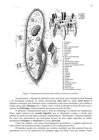 17
Figura 7: Anatomia de um protozoário ciliado, Paramecium caudatum.
No paramécio, a ingestão de alimento ocorre através de uma reentrância bem definida
e de localização constante na célula, denominada sulco oral ou, ainda, funil bucal. O
alimento conduzido pelo batimento ciliar coordenado, entra nessa reentrância, que também é
ciliada, passa pelo citóstoma (cito = célula, stoma = boca), localizado no final do sulco oral, e
penetra na citofaringe, estrutura tubular que possui um tufo de cílios.
O alimento é impulsionando para o final da citofaringe, no interior do endoplasma.
Nessa região forma-se um vacúolo digestivo, que se desprende e passa a circular pelo
interior da célula movido pelas correntes citoplasmáticas, distribuindo o alimento digerido.
Os restos não aproveitáveis são eliminados através de uma região específica da célula,
denominada citopígeo ou citoprocto ou, ainda, poro anal.
Como nas amebas e em outros microrganismos unicelulares, o oxigênio ingressa na
célula através da membrana celular, enquanto o CO2 se difunde para fora.
Os líquidos usados são coletados nos vacúolos contráteis, que têm posições fixas nos
paramécios, em vez de aparecerem em qualquer lugar da célula, como nas amebas. Outra
 