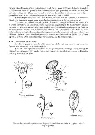 18
característica dos paramécios, e ciliados em geral, é a presença de 2 tipos distintos de núcleo:
o micro e macronúcleo, já comentado anteriormente. Nos paramécios existem um macro e
um micronúcleo por célula, mas em outras espécies de ciliados, o número de micronúcleos
por célula pode variar, existindo, no entanto, sempre um macronúcleo.
A reprodução assexuada se dá por divisão ou fissão binária. O macro e micronúcleo
dividem-se e ocorre a formação de um sulco transversal, separando a célula ao meio.
O processo sexuado de reprodução dos ciliados é a conjugação. Nesse processo ocorre
a união temporária de dois indivíduos seguida de degeneração do macronúcleo, divisão
meiótica do micronúcleo, troca de micronúcleos entre os indivíduos conjugantes e fusão do
micronúcleo que migrou com o micronúcleo estacionário. O micronúcleo resultante da fusão
sofre mitose e os indivíduos conjugantes separam-se, cada um desses sofre um número de
divisões celulares, que varia de espécie para espécie, restabelecendo o número de núcleos
típico da espécie. O macronúcleo surge por diferenciação do micronúcleo.
4.3.3.1 Diversidade dos Ciliados
Os ciliados podem apresentar cílios recobrindo toda a célula, como ocorre no gênero
Paramecium, ou apenas em algumas regiões.
A maioria dos representantes desse filo é aquática, vivendo em água doce ou salgada.
Há espécies que nadam livremente, outras que vivem fixas ao substrato por um pedúnculo e
outras que formam colônias.
Figura 8: Esquemas de representantes de grupos dos ciliados: suctórios (a, b), peritríqueo (c)
hipotríqueo (d).
 