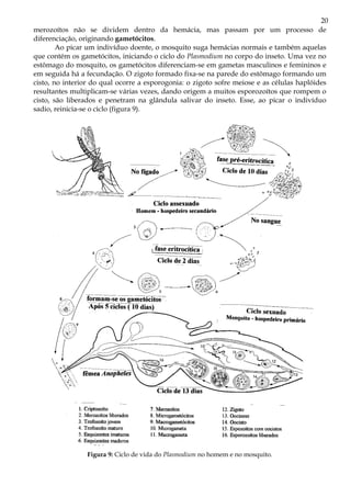 20
merozoítos não se dividem dentro da hemácia, mas passam por um processo de
diferenciação, originando gametócitos.
Ao picar um indivíduo doente, o mosquito suga hemácias normais e também aquelas
que contém os gametócitos, iniciando o ciclo do Plasmodium no corpo do inseto. Uma vez no
estômago do mosquito, os gametócitos diferenciam-se em gametas masculinos e femininos e
em seguida há a fecundação. O zigoto formado fixa-se na parede do estômago formando um
cisto, no interior do qual ocorre a esporogonia: o zigoto sofre meiose e as células haplóides
resultantes multiplicam-se várias vezes, dando origem a muitos esporozoítos que rompem o
cisto, são liberados e penetram na glândula salivar do inseto. Esse, ao picar o indivíduo
sadio, reinicia-se o ciclo (figura 9).
Figura 9: Ciclo de vida do Plasmodium no homem e no mosquito.
 