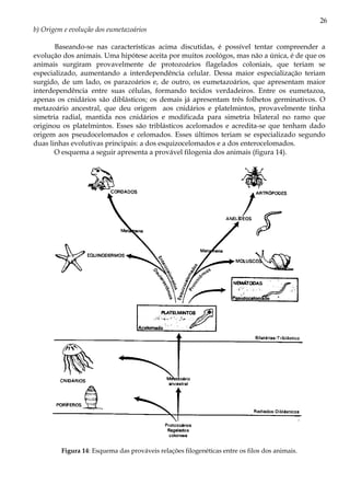 26
b) Origem e evolução dos eumetazoários
Baseando-se nas características acima discutidas, é possível tentar compreender a
evolução dos animais. Uma hipótese aceita por muitos zoológos, mas não a única, é de que os
animais surgiram provavelmente de protozoários flagelados coloniais, que teriam se
especializado, aumentando a interdependência celular. Dessa maior especialização teriam
surgido, de um lado, os parazoários e, de outro, os eumetazoários, que apresentam maior
interdependência entre suas células, formando tecidos verdadeiros. Entre os eumetazoa,
apenas os cnidários são diblásticos; os demais já apresentam três folhetos germinativos. O
metazoário ancestral, que deu origem aos cnidários e platelmintos, provavelmente tinha
simetria radial, mantida nos cnidários e modificada para simetria bilateral no ramo que
originou os platelmintos. Esses são triblásticos acelomados e acredita-se que tenham dado
origem aos pseudocelomados e celomados. Esses últimos teriam se especializado segundo
duas linhas evolutivas principais: a dos esquizocelomados e a dos enterocelomados.
O esquema a seguir apresenta a provável filogenia dos animais (figura 14).
Figura 14: Esquema das prováveis relações filogenéticas entre os filos dos animais.
 