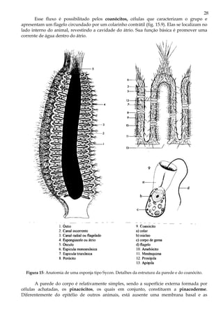 28
Esse fluxo é possibilitado pelos coanócitos, células que caracterizam o grupo e
apresentam um flagelo circundado por um colarinho contrátil (fig. 15.9). Elas se localizam no
lado interno do animal, revestindo a cavidade do átrio. Sua função básica é promover uma
corrente de água dentro do átrio.
Figura 15: Anatomia de uma esponja tipo Sycon. Detalhes da estrutura da parede e do coanócito.
A parede do corpo é relativamente simples, sendo a superfície externa formada por
células achatadas, os pinacócitos, os quais em conjunto, constituem a pinacoderme.
Diferentemente do epitélio de outros animais, está ausente uma membrana basal e as
 