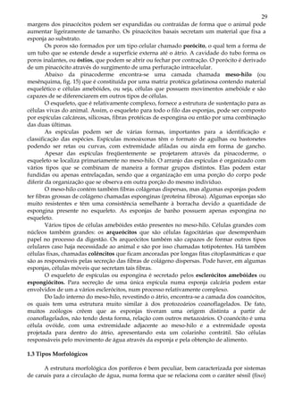 29
margens dos pinacócitos podem ser expandidas ou contraídas de forma que o animal pode
aumentar ligeiramente de tamanho. Os pinacócitos basais secretam um material que fixa a
esponja ao substrato.
Os poros são formados por um tipo celular chamado porócito, o qual tem a forma de
um tubo que se estende desde a superfície externa até o átrio. A cavidade do tubo forma os
poros inalantes, ou óstios, que podem se abrir ou fechar por contração. O porócito é derivado
de um pinacócito através do surgimento de uma perfuração intracelular.
Abaixo da pinacoderme encontra-se uma camada chamada meso-hilo (ou
mesênquima, fig. 15) que é constituída por uma matriz protéica gelatinosa contendo material
esquelético e células amebóides, ou seja, células que possuem movimentos amebóide e são
capazes de se diferenciarem em outros tipos de células.
O esqueleto, que é relativamente complexo, fornece a estrutura de sustentação para as
células vivas do animal. Assim, o esqueleto para todo o filo das esponjas, pode ser composto
por espículas calcáreas, silicosas, fibras protéicas de espongina ou então por uma combinação
das duas últimas.
As espículas podem ser de várias formas, importantes para a identificação e
classificação das espécies. Espículas monoáxonas têm o formato de agulhas ou bastonetes
podendo ser retas ou curvas, com extremidade afiladas ou ainda em forma de gancho.
Apesar das espículas freqüentemente se projetarem através da pinacoderme, o
esqueleto se localiza primariamente no meso-hilo. O arranjo das espículas é organizado com
vários tipos que se combinam de maneira a formar grupos distintos. Elas podem estar
fundidas ou apenas entrelaçadas, sendo que a organização em uma porção do corpo pode
diferir da organização que se observa em outra porção do mesmo indivíduo.
O meso-hilo contém também fibras colágenas dispersas, mas algumas esponjas podem
ter fibras grossas de colágeno chamadas esponginas (proteína fibrosa). Algumas esponjas são
muito resistentes e têm uma consistência semelhante à borracha devido a quantidade de
espongina presente no esqueleto. As esponjas de banho possuem apenas espongina no
esqueleto.
Vários tipos de células amebóides estão presentes no meso-hilo. Células grandes com
núcleos também grandes: os arqueócitos que são células fagocitárias que desempenham
papel no processo da digestão. Os arqueócitos também são capazes de formar outros tipos
celulares caso haja necessidade ao animal e são por isso chamadas totipotentes. Há também
células fixas, chamadas colêncitos que ficam ancoradas por longas fitas citoplasmáticas e que
são as responsáveis pelas secreção das fibras de colágeno dispersas. Pode haver, em algumas
esponjas, células móveis que secretam tais fibras.
O esqueleto de espículas ou espongina é secretado pelos esclerócitos amebóides ou
espongiócitos. Para secreção de uma única espícula numa esponja calcária podem estar
envolvidos de um a vários esclerócitos, num processo relativamente complexo.
Do lado interno do meso-hilo, revestindo o átrio, encontra-se a camada dos coanócitos,
os quais tem uma estrutura muito similar à dos protozoários coanoflagelados. De fato,
muitos zoólogos crêem que as esponjas tiveram uma origem distinta a partir de
coanoflagelados, não tendo desta forma, relação com outros metazoários. O coanócito é uma
célula ovóide, com uma extremidade adjacente ao meso-hilo e a extremidade oposta
projetada para dentro do átrio, apresentando esta um colarinho contrátil. São células
responsáveis pelo movimento de água através da esponja e pela obtenção de alimento.
1.3 Tipos Morfológicos
A estrutura morfológica dos poríferos é bem peculiar, bem caracterizada por sistemas
de canais para a circulação de água, numa forma que se relaciona com o caráter séssil (fixo)
 