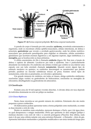 35
Figura 17: A) Forma corporal polipóide. B) Forma corporal medusóide.
A parede do corpo é formada por três camadas: epiderme, revestindo externamente o
organismo, onde se encontram células epitélio-musculares, células intersticiais, de defesa e
sensoriais; gastroderme que reveste a cavidade gastrovascular, onde há células nutritivo-
musculares que produzem pseudópodos para englobar os alimentos, células enzimático-
glandulares que secretam enzimas digestivas e, em algumas espécies, algas simbióticas; e a
mesogléia, que se localiza entre as duas primeiras.
A célula característica do filo é chamada cnidócito (figura 18). Esta tem a função de
defesa e captura de alimento. Localiza-se por toda a epiderme, mas é particularmente
abundante nos tentáculos. Os cnidócitos são células ovóides que contêm no seu interior uma
cápsula com um tubo enrolado chamada nematocisto. Quando ocorre algum tipo de
estímulo mecânico ou químico, os cnidócitos descarregam os nematocistos que podem
prender, paralisar ou inocular substâncias tóxicas na presa. Existem vários tipos de
nematocistos, entre eles os penetrantes, os volventes e glutinantes.
Um grande números de cnidários, em todas as classes, abriga autótrofos simbiontes:
zooclorelas (algas verdes) na gastroderme de hidrozoários; zooclorelas na mesogléia de
cifozoários; dinoflagelados na gastroderme de antozoários.
2.3 Classificação
Existem cerca de 10 mil espécies viventes descritas. A divisão delas em taxa depende
do indivíduo dominante no ciclo ser pólipo ou medusa.
2.3.1 Classe Hydrozoa
Nesta classe encontra-se um grande número de cnidários. Entretanto eles são muito
pequenos e pouco conhecidos.
Os hidrozoários podem apresentar tanto a forma polipóide como medusóide, ou então
as duas durante o ciclo de vida.
Dentre os membros mais estudados, merecem destaque a Hydra, que é de água doce,
na qual desapareceu o estágio medusóide; Obelia que apresenta os dois estágios (pólipo e
medusa) durante o seu ciclo de vida e a caravela portuguesa (Physalia). Esta última, nada
mais é do que uma colônia natante com uma estrutura flutuante - o flutuador - cheio de gás.
Apresenta indivíduos medusóides e polipóides modificados e um único tentáculo longo para
 