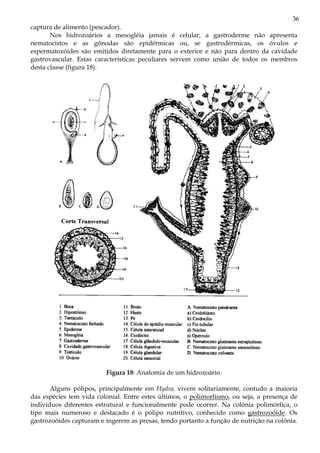 36
captura de alimento (pescador).
Nos hidrozoários a mesogléia jamais é celular, a gastroderme não apresenta
nematocistos e as gônodas são epidérmicas ou, se gastrodérmicas, os óvulos e
espermatozóides são emitidos diretamente para o exterior e não para dentro da cavidade
gastrovascular. Estas características peculiares servem como união de todos os membros
desta classe (figura 18).
Figura 18: Anatomia de um hidrozoário.
Alguns pólipos, principalmente em Hydra, vivem solitariamente, contudo a maioria
das espécies tem vida colonial. Entre estes últimos, o polimorfismo, ou seja, a presença de
indivíduos diferentes estrutural e funcionalmente pode ocorrer. Na colônia polimórfica, o
tipo mais numeroso e destacado é o pólipo nutritivo, conhecido como gastrozoóide. Os
gastrozoóides capturam e ingerem as presas, tendo portanto a função de nutrição na colônia.
 