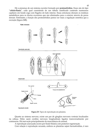 45
Há a presença de um sistema excretor formado por protonefrídios. Esses são do tipo
“célula-flama”, cada qual consistindo de um túbulo ramificado contendo numerosos
capilares em fundo cego com flagelos do lado interno. Essas estruturas drenam os resíduos
metabólicos para os ductos excretores que são eliminados para o exterior através de poros
dorsais. Entretanto, a função dos protonefrídios parece ser mais a regulação osmótica que a
excreção (figura 24B).
Figura 25: Tipos de reprodução em planária.
Quanto ao sistema nervoso, existe um par de gânglios nervosos ventrais localizados
na cabeça. Deles saem cordões nervosos longitudinais ligados transversalmente por
comissuras. Há inervação principalmente da musculatura do animal.
A reprodução assexuada ocorre por fissão binária com posterior regeneração.
Com relação à reprodução sexuada, embora as planárias sejam hermafroditas, é raro
 