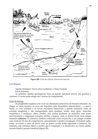 49
Figura 28b: Ciclo de vida de Schistosoma mansoni.
3.3.2 Teníase
Agente etiológico: Taenia solium (solitária) – Classe Cestoda
Local: Intestino
As solitárias adultas permanecem fixas na parede intestinal através dos ganchos e
ventosas. O verme pode atingir até 7 metros de comprimento.
Ciclo da doença:
As proglótides maduras com ovos são eliminadas pelas fezes do homem infectado. Ao
chegar ao meio externo, os ovos são ingeridos pelo hospedeiro intermediário – o porco.
Neste, os ovos eclodem e as larvas oncosferas atravessam a parede intestinal, caem na
corrente sangüínea e são transportados para qualquer tecido mole (pele, músculos
esqueléticos e cardíacos, olhos, cérebro, etc), porém preferem os músculos com maior
movimentação e oxigenação (coração, cérebro e língua), onde se desenvolvem num estágio
chamado cisticerco. O cisticerco, também conhecido como canjiquinha, é um estágio ovalado
com cerda de 10 mm de comprimento, apresentando o escólex invaginado. O homem sadio,
então, ao comer a carne de porco crua ou pouco cozida acaba ingerindo o cisticerco. No
intestino, esta estrutura libera o escólex que é evaginado e se desenvolve no verme adulto,
ficando fixado à parede intestinal (figura 29).
 