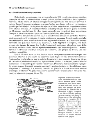 121
9.1 Os Cordados Invertebrados
9.1.1 Subfilo Urochordata (tunicados)
Os tunicados são um grupo com aproximadamente 1250 espécies de animais marinhos
(exemplo: ascídia). A maioria deles é séssil quando adulto e somente a larva apresenta
notocorda e tubo neural. Os adultos não apresentam segmentação nem cavidade corporal. A
maioria das espécies ocorre em águas pouco profundas, mas alguns podem ser encontrados a
grandes profundidades. Em alguns tunicados, os adultos são coloniais, vivendo em massas
sobre o fundo oceânico. Os tunicados obtém o alimento pela ação dos cílios que se encontram
em fileiras nas suas faringes. Os cílios batem formando uma corrente de água que entra na
faringe e as partículas microscópicas são capturadas em uma secreção mucosa.
As larvas de tunicados exibem todas as características básicas dos cordados. As larvas
são transparentes e livre-natantes. A cauda contém uma notocorda de sustentação, um tubo
nervoso dorsal e pares seriados de músculos segmentados laterais. A extremidade anterior
apresenta três glândulas mucosas ou adesivas. O trato digestivo é completo, com boca,
seguida das fendas faríngeas (ou fendas branquiais) perfuradas abrindo-se num átrio,
endóstilo, intestino e ânus. Há um aparelho circulatório com vasos sangüíneos. O sistema
nervoso e estruturas sensitivas incluem um “cérebro”, um gânglio do tronco, um olho
mediano e um otólito.
Depois de umas horas ou dias de vida livre a larva prende-se verticalmente por suas
glândulas adesivas a uma rocha ou superfície dura. Segue-se uma rápida transformação
(metamorfose retrógrada) na qual a maioria dos caracteres dos cordados desaparece (figura
95). A cauda é parcialmente absorvida e parcialmente perdida, a notocorda, o tubo neural e
os músculos são retraídos para o corpo e absorvidos. Do sistema nervoso subsiste o gânglio
do tronco. A cesta branquial aumenta, desenvolve muitas aberturas e é invadida por vasos
sangüíneos. O estômago e o intestino crescem. As gônadas e ductos formam-se entre o
estômago e o intestino. As glândulas adesivas desaparecem e a túnica cresce para cima para
envolver totalmente o animal (figura 96).
Figura 95: Subfilo Urochordata.
Fases da metamorfose de uma
ascídia solitária desde a larva
livre-natante até o adulto séssil.
As setas indicam a entrada e a
saída das correntes de água.
(Adaptada de Kolwalewsky e
Herdman). A. Larav prende-se
a um objeto sólido por meio de
ventosas mucosas anteriores. B.
Cauda reabsorvida, notocorda e
tubo nervoso reduzidos. C. A
notocorda desaparece, os órgãos
internos começam a sofrer
rotação. D. Metamorfose
completa, com rotação (90 a 180
graus) dos órgãos internos e das
aberturas externas; a cesta
branquial aumenta, a túnica é
secretada e o sistema nervosos
reduz-se a um gânglio.
 