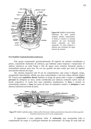 122
Figura 96: Subfilo Urochordata
Estrutura de uma ascídia
solitária adulta; esquemática.
A túnica, o manto e a metade
superior do saco branquial
foram retirados no lado
esquerdo. As setas indicam a
direção das correntes da água
através do animal.
9.1.2 Subfilo Cephalochordata (anfioxos)
Este grupo compreende aproximadamente 30 espécies de animais semelhantes a
peixes, comumente chamados de anfioxos, que habitam costas tropicais e temperadas. O
anfioxo enterra-se na areia limpa e fofa de águas rasas costeiras deixando apenas a
extremidade anterior para fora. De vez em quando sai para nadar por meio de rápidos
movimentos laterais do corpo.
São animais pequenos (até 10 cm de comprimento), cujo corpo é delgado, longo,
comprimido lateralmente, afilado nas duas extremidades e não tem cabeça distinta (figura
97). Possui uma nadadeira dorsal mediana ao longo de quase todo o corpo e a nadadeira
pré-anal do atrióporo ao ânus, sendo constituídas por câmaras contendo curtos raios de
tecido conjuntivo. A cauda tem uma nadadeira membranosa. A boca é ventral, na
extremidade anterior, o ânus fica perto da base da nadadeira caudal e o atrióporo é uma
abertura adicional na frente do ânus.
Figura 97: Subfilo Cephalocordata. Anfioxo (Branchiostoma). Adulto parcialmente dissecado no lado esquerdo.
Tamanho natural cerca de 5 cm de comprimento.
O tegumento é uma epiderme mole. A notocorda, que acompanha todo o
comprimento do corpo, é o principal elemento de sustentação. Ao longo de cada lado do
 