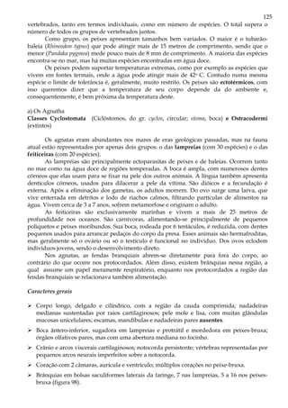 125
vertebrados, tanto em termos individuais, como em número de espécies. O total supera o
número de todos os grupos de vertebrados juntos.
Como grupo, os peixes apresentam tamanhos bem variados. O maior é o tubarão-
baleia (Rhineodon typus) que pode atingir mais de 15 metros de comprimento, sendo que o
menor (Pandaka pygmea) mede pouco mais de 8 mm de comprimento. A maioria das espécies
encontra-se no mar, mas há muitas espécies encontradas em água doce.
Os peixes podem suportar temperaturas extremas, como por exemplo as espécies que
vivem em fontes termais, onde a água pode atingir mais de 42o C. Contudo numa mesma
espécie o limite de tolerância é, geralmente, muito restrito. Os peixes são ectotérmicos, com
isso queremos dizer que a temperatura de seu corpo depende da do ambiente e,
consequentemente, é bem próxima da temperatura deste.
a) Os Agnatha
Classes Cyclostomata (Ciclóstomos, do gr. cyclos, circular; stoma, boca) e Ostracodermi
(extintos)
Os agnatas eram abundantes nos mares de eras geológicas passadas, mas na fauna
atual estão representados por apenas dois grupos: o das lampreias (com 30 espécies) e o das
feiticeiras (com 20 espécies).
As lampréias são principalmente ectoparasitas de peixes e de baleias. Ocorrem tanto
no mar como na água doce de regiões temperadas. A boca é ampla, com numerosos dentes
córneos que elas usam para se fixar na pele dos outros animais. A língua também apresenta
dentículos córneos, usados para dilacerar a pele da vítima. São dióicos e a fecundação é
externa. Após a eliminação dos gametas, os adultos morrem. Do ovo surge uma larva, que
vive enterrada em detritos e lodo de riachos calmos, filtrando partículas de alimentos na
água. Vivem cerca de 3 a 7 anos, sofrem metamorfose e originam o adulto.
As feiticeiras são exclusivamente marinhas e vivem a mais de 25 metros de
profundidade nos oceanos. São carnívoras, alimentando-se principalmente de pequenos
poliquetos e peixes moribundos. Sua boca, rodeada por 6 tentáculos, é reduzida, com dentes
pequenos usados para arrancar pedaços do corpo da presa. Esses animais são hermafroditas,
mas geralmente só o ovário ou só o testículo é funcional no indivíduo. Dos ovos eclodem
indivíduos jovens, sendo o desenvolvimento direto.
Nos agnatas, as fendas branquiais abrem-se diretamente para fora do corpo, ao
contrário do que ocorre nos protocordados. Além disso, existem brânquias nessa região, a
qual assume um papel meramente respiratório, enquanto nos protocordados a região das
fendas branquiais se relacionava também alimentação.
Caracteres gerais
Corpo longo, delgado e cilíndrico, com a região da cauda comprimida; nadadeiras
medianas sustentadas por raios cartilaginosos; pele mole e lisa, com muitas glândulas
mucosas unicelulares; escamas, mandíbulas e nadadeiras pares ausentes.
Boca ântero-inferior, sugadora em lampreias e protrátil e mordedora em peixes-bruxa;
órgãos olfativos pares, mas com uma abertura mediana no focinho.
Crânio e arcos viscerais cartilaginosos; notocorda persistente; vértebras representadas por
pequenos arcos neurais imperfeitos sobre a notocorda.
Coração com 2 câmaras, aurícula e ventrículo; múltiplos corações no peixe-bruxa.
Brânquias em bolsas saculiformes laterais da faringe, 7 nas lampreias, 5 a 16 nos peixes-
bruxa (figura 98).
 