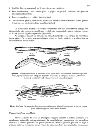 126
Encéfalo diferenciado, com 8 ou 10 pares de nervos cranianos.
Rins mesonéfricos com ductos para a papila urogenital; produtos nitrogenados
principalmente amônia.
Temperatura do corpo variável (ectotérmicos).
Gônada única, grande, sem ducto; fecundação externa; desenvolvimento direto (peixes-
bruxa) ou com um longo estágio larval (lampréias).
Os ciclóstomos diferem dos outros vertebrados por não apresentarem cabeça bem
diferenciada, não possuírem mandíbulas verdadeiras, extremidades pares, cinturas, costelas
ou ductos genitais, ligados às gônadas (figura 99).
As lampreias podem ser parasitas ou não, alimentando-se do sangue do hospedeiro
(outro peixe). Os peixes-bruxa normalmente vivem no fundo marinho e se alimentam de
invertebrados e peixes mortos.
Figura 98: Classe Cyclostomata. A. Eptatretus stouti, peixe-bruxa da Califórnia, com boca sugadora
mole, 4 pares de tentáculos e 11 pares de fendas branquiais. B. Lampreia marinha (Petromyzon
marinus), com funil bucal, olhos e 7 pares de fendas branquiais.
Figura 99: Classe Cyclostomata. Estrutura de uma lampreia adulta (Entosphenus tridentatus); grande
parte do lado esquerdo do corpo foi retirada.
O aparecimento da mandíbula.
Talvez a maior de todas as inovações surgidas durante a história evolutiva dos
vertebrados tenha sido o desenvolvimento da mandíbula que, manipulada por músculos e
associada a dentes, permitiu aos peixes primitivos arrancar grandes pedaços de algas e
animais maiores, explorando novas fontes de alimentos. Sem as mandíbulas, os cordados
 