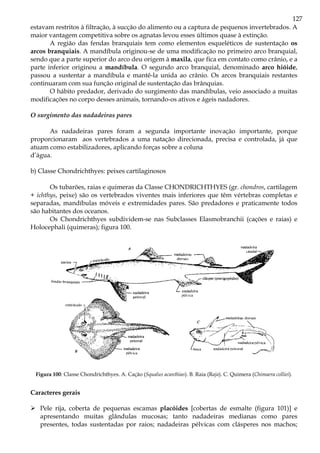 127
estavam restritos à filtração, à sucção do alimento ou a captura de pequenos invertebrados. A
maior vantagem competitiva sobre os agnatas levou esses últimos quase à extinção.
A região das fendas branquiais tem como elementos esqueléticos de sustentação os
arcos branquiais. A mandíbula originou-se de uma modificação no primeiro arco branquial,
sendo que a parte superior do arco deu origem à maxila, que fica em contato como crânio, e a
parte inferior originou a mandíbula. O segundo arco branquial, denominado arco hióide,
passou a sustentar a mandíbula e mantê-la unida ao crânio. Os arcos branquiais restantes
continuaram com sua função original de sustentação das brânquias.
O hábito predador, derivado do surgimento das mandíbulas, veio associado a muitas
modificações no corpo desses animais, tornando-os ativos e ágeis nadadores.
O surgimento das nadadeiras pares
As nadadeiras pares foram a segunda importante inovação importante, porque
proporcionaram aos vertebrados a uma natação direcionada, precisa e controlada, já que
atuam como estabilizadores, aplicando forças sobre a coluna
d’água.
b) Classe Chondrichthyes: peixes cartilaginosos
Os tubarões, raias e quimeras da Classe CHONDRICHTHYES (gr. chondros, cartilagem
+ ichthys, peixe) são os vertebrados viventes mais inferiores que têm vértebras completas e
separadas, mandíbulas móveis e extremidades pares. São predadores e praticamente todos
são habitantes dos oceanos.
Os Chondrichthyes subdividem-se nas Subclasses Elasmobranchii (cações e raias) e
Holocephali (quimeras); figura 100.
Figura 100: Classe Chondrichthyes. A. Cação (Squalus acanthias). B. Raia (Raja). C. Quimera (Chimaera colliei).
Caracteres gerais
Pele rija, coberta de pequenas escamas placóides [cobertas de esmalte (figura 101)] e
apresentando muitas glândulas mucosas; tanto nadadeiras medianas como pares
presentes, todas sustentadas por raios; nadadeiras pélvicas com clásperes nos machos;
 