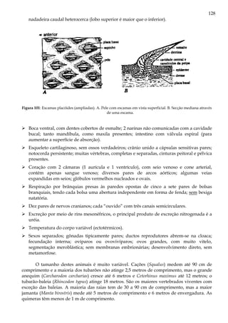 128
nadadeira caudal heterocerca (lobo superior é maior que o inferior).
Figura 101: Escamas placóides (ampliadas). A. Pele com escamas em vista superficial. B. Secção mediana através
de uma escama.
Boca ventral, com dentes cobertos de esmalte; 2 narinas não comunicadas com a cavidade
bucal; tanto mandíbula, como maxila presentes; intestino com válvula espiral (para
aumentar a superfície de absorção).
Esqueleto cartilaginoso, sem ossos verdadeiros; crânio unido a cápsulas sensitivas pares;
notocorda persistente; muitas vértebras, completas e separadas, cinturas peitoral e pélvica
presentes.
Coração com 2 câmaras (1 aurícula e 1 ventrículo), com seio venoso e cone arterial,
contém apenas sangue venoso; diversos pares de arcos aórticos; algumas veias
expandidas em seios; glóbulos vermelhos nucleados e ovais.
Respiração por brânquias presas às paredes opostas de cinco a sete pares de bolsas
branquiais, tendo cada bolsa uma abertura independente em forma de fenda; sem bexiga
natatória.
Dez pares de nervos cranianos; cada “ouvido” com três canais semicirculares.
Excreção por meio de rins mesonéfricos, o principal produto de excreção nitrogenada é a
uréia.
Temperatura do corpo variável (ectotérmicos).
Sexos separados; gônadas tipicamente pares; ductos reprodutores abrem-se na cloaca;
fecundação interna; ovíparos ou ovovivíparos; ovos grandes, com muito vitelo,
segmentação meroblástica; sem membranas embrionárias; desenvolvimento direto, sem
metamorfose.
O tamanho destes animais é muito variável. Cações (Squalus) medem até 90 cm de
comprimento e a maioria dos tubarões não atinge 2,5 metros de comprimento, mas o grande
anequim (Carcharodon carcharias) cresce até 6 metros e Cetorhinus maximus até 12 metros; o
tubarão-baleia (Rhincodon typus) atinge 18 metros. São os maiores vertebrados viventes com
exceção das baleias. A maioria das raias tem de 30 a 90 cm de comprimento, mas a maior
jamanta (Manta birostris) mede até 5 metros de comprimento e 6 metros de envergadura. As
quimeras têm menos de 1 m de comprimento.
 