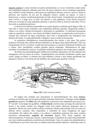 129
Aspecto externo: A cabeça termina em ponta arredondada e o tronco é fusiforme, maior perto
das nadadeiras peitorais, afilando para trás. Há duas nadadeiras dorsais medianas separadas,
uma nadadeira caudal mediana e dois pares de nadadeiras laterais, peitorais e pélvicas. Entre as
pélvicas, nos machos, há um par de delgados cláspers, usados na cópula. A cauda é
heterocerca, a coluna vertebral penetrando no lobo dorsal maior. Ventralmente na cabeça há
duas narinas e a larga boca; os olhos são laterais e sem pálpebras. Cinco fendas branquiais
abrem-se na frente de cada nadadeira peitoral; o espiráculo abre-se atrás de cada olho. O ânus
fica entre as nadadeiras pélvicas.
A maioria dos tubarões assemelha-se ao cação quanto à anatomia geral (figura 102). As
raias têm o corpo muito achatado, com nadadeiras peitorais grandes, largamente unidas à
cabeça e ao tronco. Nadam levantando e abaixando as nadadeiras. As aberturas branquiais
estão na superfície ventral e, nas formas de hábitos bentônicos, os espiráculos servem para a
entrada das correntes de água respiratória. Isto evita o entupimento das brânquias com
detritos do fundo. A cauda geralmente é delgada e pouco usada na locomoção.
As quimeras distinguem-se taxonomicamente dos cações e das raias. São peixes
grotescos do fundo dos oceanos (baixas latitudes) ou de águas rasas (altas latitudes). Têm um
comprimento de 0,5 a 2 metros. A pele não tem escamas e a maxila é totalmente fundida com
o crânio. Suas mandíbulas contêm grandes placas achatadas. Alimentam-se de algas
marinhas, invertebrados e peixes. As grandes nadadeiras peitorais são usadas para a natação.
Os dentes dos elasmobrânquios refletem seus hábitos alimentares. Os dos tubarões são
triangulares até em forma de sovela - freqüentemente com bordas serrilhadas usadas para
cortar, rasgar ou talhar. A maioria das raias habitam o fundo e seus dentes geralmente são
pequenos, obtusos e em forma de um ladrilho; são usados para quebrar e triturar.
Figura 102: Cação; estrutura interna
Os órgãos dos sentidos que apresentam os elasmobrânquios são: duas narinas,
ventrais no focinho que servem para perceber materiais dissolvidos. A faringe contém botões
gustativos esparsos. Os olhos não tem pálpebras e parecem estar adaptados para pouca luz.
O “ouvido” é um órgão de equilíbrio. A linha lateral, um fino sulco ao longo de cada lado do
tronco e da cauda, contém um delgado canal com muitas aberturas pequenas para a
superfície. Dentro do canal existem células sensitivas ciliadas relacionadas com um ramo do
décimo nervo craniano. Elas respondem a estímulos de baixa freqüência da água
circundante. Na cabeça dos cações, e na cabeça e nadadeiras peitorais das raias, existem
estruturas denominadas ampolas de Lorenzini (figura 103). Estas ampolas são
eletrorreceptores. O canal que conecta o eletrorreceptor à superfície do corpo está preenchido
por uma sustância gelatinosa condutora de eletricidade. Como os canais são subepidérmicos
e distribuem-se por uma certa área, as células sensoriais podem detectar a diferença entre os
 