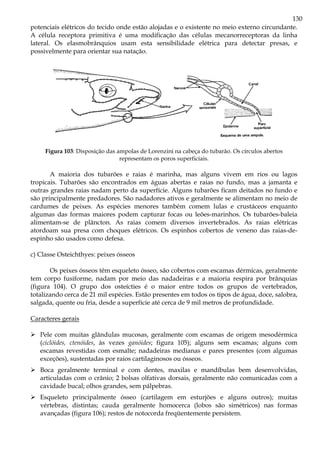 130
potenciais elétricos do tecido onde estão alojadas e o existente no meio externo circundante.
A célula receptora primitiva é uma modificação das células mecanorreceptoras da linha
lateral. Os elasmobrânquios usam esta sensibilidade elétrica para detectar presas, e
possivelmente para orientar sua natação.
Figura 103: Disposição das ampolas de Lorenzini na cabeça do tubarão. Os círculos abertos
representam os poros superficiais.
A maioria dos tubarões e raias é marinha, mas alguns vivem em rios ou lagos
tropicais. Tubarões são encontrados em águas abertas e raias no fundo, mas a jamanta e
outras grandes raias nadam perto da superfície. Alguns tubarões ficam deitados no fundo e
são principalmente predadores. São nadadores ativos e geralmente se alimentam no meio de
cardumes de peixes. As espécies menores também comem lulas e crustáceos enquanto
algumas das formas maiores podem capturar focas ou leões-marinhos. Os tubarões-baleia
alimentam-se de plâncton. As raias comem diversos invertebrados. As raias elétricas
atordoam sua presa com choques elétricos. Os espinhos cobertos de veneno das raias-de-
espinho são usados como defesa.
c) Classe Osteichthyes: peixes ósseos
Os peixes ósseos têm esqueleto ósseo, são cobertos com escamas dérmicas, geralmente
tem corpo fusiforme, nadam por meio das nadadeiras e a maioria respira por brânquias
(figura 104). O grupo dos osteícties é o maior entre todos os grupos de vertebrados,
totalizando cerca de 21 mil espécies. Estão presentes em todos os tipos de água, doce, salobra,
salgada, quente ou fria, desde a superfície até cerca de 9 mil metros de profundidade.
Caracteres gerais
Pele com muitas glândulas mucosas, geralmente com escamas de origem mesodérmica
(ciclóides, ctenóides, às vezes ganóides; figura 105); alguns sem escamas; alguns com
escamas revestidas com esmalte; nadadeiras medianas e pares presentes (com algumas
exceções), sustentadas por raios cartilaginosos ou ósseos.
Boca geralmente terminal e com dentes, maxilas e mandíbulas bem desenvolvidas,
articuladas com o crânio; 2 bolsas olfativas dorsais, geralmente não comunicadas com a
cavidade bucal; olhos grandes, sem pálpebras.
Esqueleto principalmente ósseo (cartilagem em esturjões e alguns outros); muitas
vértebras, distintas; cauda geralmente homocerca (lobos são simétricos) nas formas
avançadas (figura 106); restos de notocorda freqüentemente persistem.
 