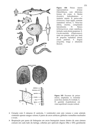 131
Figura 104: Peixes ósseos
representativos (Classe
Osteichthyes), com diferentes
formas do corpo. A. Bonito
(Scomber), hidrodinâmico e
nadador rápido. B. peixe-cofre
(Ostracion), corpo rígido, somente
nadadeiras móveis. C. Peixe-lua
(Mola), enorme, comprimido
lateralmente. D. Baiacu
(Chilomycterus), corpo espinhoso,
inchado, nada-deiras pequenas. E.
Cavalo-marinho (Hippocampus),
nada em posição ereta por meio
de pequena nadadeira dorsal,
cauda preênsil.. F. Enguia
(Anguilla), longa e altamente
flexível.
Figura 105: Escamas de peixes
ósseos, ampliadas. A. Ctenóide
(com finos dentes). B. Ciclóide. C,
D. ganóide (Lepidosteus) em
vista superficial e secção vertical.
Coração com 2 câmaras (1 aurícula, 1 ventrículo) com seio venoso e cone arterial,
contendo apenas sangue venoso; 4 pares de arcos aórticos; glóbulos vermelhos nucleados
e ovais.
Respiração por pares de brânquias em arcos branquiais ósseos dentro de uma câmara
comum em cada lado da faringe, cobertas por opérculo (figura 106a e 107); geralmente
 