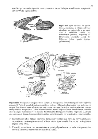 132
com bexiga natatória, algumas vezes com ducto para a faringe e semelhante a um pulmão
em DIPNOI e alguns outros.
Figura 106: Tipos de cauda em peixes
ósseos, mostrando a relação entre as
vértebras (ou notocorda) e os raios
com a nadadeira caudal. A.
Heterocerca (esturjão, Acipenser). B.
Heterocerca abreviada (Amia). C.
Dificerca, lobos iguais (peixes
pulmonados).
Figura 106a: Brânquias de um peixe ósseo (carpa). A. Brânquias na câmara branquial com o opérculo
cortado. B. Parte de uma brânquia mostrando os rastelos e filamentos branquiais, com a direção no
sangue dos últimos; vasos aferentes escuros, vasos eferentes claros (em muitos peixes os rastelos
branquiais são delagados). C. Parte de um filamento, muito ampliado; cada lamela contém capilares
onde o sangue é arterializado. D. Posição dos filamentos branquiais durante a respiração. A direção
das correntes de água e do sangue são mostradas, respectivamente, por setas inteiras e interrompidas.
Encéfalo com lobos ópticos e cerebelo bem desenvolvidos; dez pares de nervos cranianos.
Apresentam como órgão sensorial a linha lateral igual aquela dos peixes cartilaginosos
(figura 108 e 108a).
Excreção por meio de rins mesonéfricos; o principal produto de excreção nitrogenada das
larvas é a amônia, da maioria dos adultos é a uréia.
 