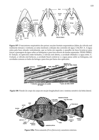 133
Figura 107: O mecanismo respiratório dos peixes; secções frontais esquemáticas (lobos da válvula oral
realmente dorsais e ventrais); as setas mostram a direção das correntes de água. CAÇÃO. A. A água
entra pela boca situada ventralmente, que se fecha em seguida; o assoalho da boca levanta-se para
forçar a passagem da água sobre as brânquias e para fora através de fendas separadas. PEIXE ÓSSEO.
B. Inalação, os opérculos estão fechados, a válvula oral aberta, a cavidade dilatada e a água entra. C.
Exalação, a válvula oral fecha-se, a cavidade bucal contrai-se e a água passa sobre as brânquias, em
cavidades comuns os lados da faringe e para fora por baixo dos opérculos.
Figula 108: Parede do corpo da carpa em secção longitudinal com o sistema sensitivo da linha lateral.
Figura 108a: Perca-amarela (Perca flavescens); caracteres externos.
 