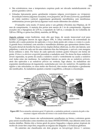 134
São ectotérmicos; mas a temperatura corpórea pode ser elevada metabolicamente em
peixes grandes e ativos.
Gônadas tipicamente pares; geralmente ovíparos (alguns ovovivíparos ou vivíparos);
fecundação externa (algumas exceções), ovos pequenos, até 25 mm (Latimeria), quantidade
de vitelo nutritivo variável; segmentação geralmente meroblástica; sem membranas
embrionárias; jovens (pós-larva) algumas vezes muito diferentes dos adultos.
O tamanho varia muito. O menor peixe é um gobídeo (Pandaka) das Filipinas, de 10
mm de comprimento. A maioria dos peixes tem menos de 1 m de comprimento. Algumas
exceções são o hipoglosso de 2,70 m, o espadarte de 3,60 m, o esturjão do rio Colúmbia de
3,80 m e 590 kg e o peixe-lua (Mola), marinho, de 900 kg.
Aspecto externo: corpo fusiforme, mais alto que largo, de secção transversal oval para
facilitar a passagem através da água (figura 109). A cabeça estende-se da extremidade do
focinho até o canto posterior do opérculo, o tronco deste ponto até o ânus e o resto é a cauda.
A grande boca é terminal, com maxilas e mandíbulas distintas que apresentam dentes finos.
Na parte dorsal do focinho há duas narinas duplas (bolsas olfativas), os olhos são laterais, sem
pálpebras, e atrás de cada um há uma cobertura fina das brânquias, o opérculo, com margens
livres embaixo e atrás. Por baixo de cada opérculo existem quatro brânquias em forma de
pente. O ânus e a abertura urogenital precedem a nadadeira anal. No dorso há duas nadadeiras
dorsais separadas, na ponta da cauda a nadadeira caudal e ventralmente na cauda a nadadeira
anal; todas estas são medianas. As nadadeiras laterais ou pares são as nadadeiras peitorais,
atrás dos opérculos e as nadadeiras pélvicas ou ventrais, logo abaixo. As nadadeiras são
expansões membranosas do tegumento, sustentadas por raios das nadadeiras. Os espinhos são
rígidos e não articulados; os raios moles são flexíveis, têm muitas articulações e geralmente
são ramificados. As nadadeiras ajudam a manter o equilíbrio, a direção e a locomoção.
Figura 109: Perca-amarela; estrutura geral. O opérculo, a nadadeira peitoral, a maioria da pele e das
escamas e alguns músculos do tronco e da cauda foram retirados.
Todos os peixes ósseos são suficientemente semelhantes na forma e estrutura gerais
para serem reconhecidos como membros da classe OSTEICHTHYES, mas diferem entre si em
muitos detalhes. Muitos têm a forma geral da perca; linguados e alguns peixes tropicais de
recifes de corais têm corpo fino, enquanto as enguias são delgadas e os baiacus globosos.
Os osteícties são classificados em dois grupos: os Sarcopterygii (Sarcos = carnoso;
 