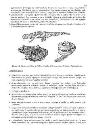 136
pedomorfose (retenção de características larvais no “adulto”) é uma característica
amplamente distribuída entre as salamandras. Tais formas podem ser reconhecidas pela
retenção da linha lateral funcional, ausência de pálpebras, retenção de brânquias externas.
B. Ordem Anura - sapos, rãs e pererecas. São adaptados para o salto e não possuem cauda
quando adultos. Em contraste com o limitado número e distribuição geográfica das
espécies de salamandras, os anuros (an= sem; uro= cauda), incluem cerca de 3500 espécies
e ocorrem em todos os continentes, exceto na Antártida.
C. Ordem Gymnophiona ou Apoda - animais ápodos e alongados, conhecidos popularmente
por cobras-cegas ou cecílias.
Figura 110: Classe Amphibia. A. Ordem Urodela. B. Ordem Anura. C. Ordem Gymnophiona.
Caracteres gerais
apresentam pele lisa, fina, úmida e glandular, coberta de muco, ricamente vascularizada,
sem escamas ou placas, apta para a respiração cutânea, que nesses animais chega a ser
mais importante que a respiração pulmonar;
desenvolvimento por metamorfose. Larva chamada de girino, com brânquias
(inicialmente externas e depois internas) e nadadeira caudal. Adultos com pulmões e
pernas (há exceções, pois adultos de algumas espécies podem reter os brânquias);
portadores de cloaca;
fecundação externa em quase todo o grupo (as fêmeas eliminam os óvulos e os machos
disseminam os espermatozóides sobre eles, na água). Há uma falsa cópula que é realizada
dentro d’água;
todos são ectotérmicos, sendo a temperatura corpórea atingida por calor gerado pelo
ambiente;
sangue com hemácias ovóides e nucleadas. Coração com três cavidades: duas aurículas e
um ventrículo. O sangue arterial, que entra na aurícula ou átrio esquerdo, e o sangue
venoso, que chega à aurícula ou átrio direito, vão se juntar no nível do ventrículo único.
Por isso, diz-se que a circulação desses animais é fechada, dupla, porém incompleta (há
mistura de sangue arterial com sangue venoso);
a maioria das rãs e sapos tem ouvido médio e membrana timpânica externa. Os sons
desta membrana, pela cavidade timpânica, para o ouvido interno através de um osso
 
