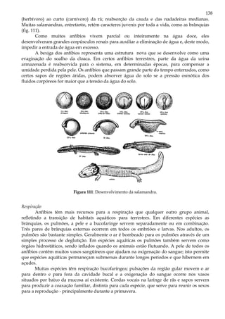 138
(herbívoro) ao curto (carnívoro) da rã; reabsorção da cauda e das nadadeiras medianas.
Muitas salamandras, entretanto, retém caracteres juvenis por toda a vida, como as brânquias
(fig. 111).
Como muitos anfíbios vivem parcial ou inteiramente na água doce, eles
desenvolveram grandes corpúsculos renais para auxiliar a eliminação de água e, deste modo,
impedir a entrada de água em excesso.
A bexiga dos anfíbios representa uma estrutura nova que se desenvolve como uma
evaginação do soalho da cloaca. Em certos anfíbios terrestres, parte da água da urina
armazenada é reabsorvida para o sistema, em determinadas épocas, para compensar a
umidade perdida pela pele. Os anfíbios que passam grande parte do tempo enterrados, como
certos sapos de regiões áridas, podem absorver água do solo se a pressão osmótica dos
fluidos corpóreos for maior que a tensão da água do solo.
Figura 111: Desenvolvimento da salamandra.
Respiração
Anfíbios têm mais recursos para a respiração que qualquer outro grupo animal,
refletindo a transição de habitats aquáticos para terrestres. Em diferentes espécies as
brânquias, os pulmões, a pele e a bucofaringe servem separadamente ou em combinação.
Três pares de brânquias externas ocorrem em todos os embriões e larvas. Nos adultos, os
pulmões são bastante simples. Geralmente o ar é bombeado para os pulmões através de um
simples processo de deglutição. Em espécies aquáticas os pulmões também servem como
órgãos hidrostáticos, sendo inflados quando os animais estão flutuando. A pele de todos os
anfíbios contém muitos vasos sangüíneos que ajudam na oxigenação do sangue; isto permite
que espécies aquáticas permaneçam submersas durante longos períodos e que hibernem em
açudes.
Muitas espécies têm respiração bucofaríngea; pulsações da região gular movem o ar
para dentro e para fora da cavidade bucal e a oxigenação do sangue ocorre nos vasos
situados por baixo da mucosa aí existente. Cordas vocais na laringe de rãs e sapos servem
para produzir a coaxação familiar, distinta para cada espécie, que serve para reunir os sexos
para a reprodução - principalmente durante a primavera.
 