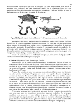 140
suficientemente porosa para permitir a passagem de gases respiratórios, mas sólida o
bastante para protegê-lo. O mais importante porém, foi o desenvolvimento de uma
membrana embrionária (o âmnio), que envolve uma câmara cheia de líquido, no qual o
indivíduo pode se desenvolver protegido da dessecação.
Figura 112: Tipos de répteis vivos. A. Chelonia. B e C. Lepidosauromorpha. D. Crocodylia.
Juntamente com âmnio, surgiram também outros dois anexos embrionários: o córion
(membrana de proteção embrionária externa ao âmnio) e o alantóide, que participam das
trocas gasosas. O alantóide atua também como uma estrutura armazenadora de excretas
nitrogenadas resultantes do metabolismo protéico. A excreta nitrogenada dos embriões de
répteis é o ácido úrico, insolúvel em água e atóxico, podendo ser armazenado dentro do ovo.
Os adultos também excretam ácido úrico, representando uma grande economia de água, uma
vez que não precisa de água para ser eliminado.
O nome da Classe refere-se ao modo de locomoção (do latim reptare - rastejar), e sendo
dividida informalmente em três grandes grupos:
1. Chelonia - englobando todas as tartarugas e jabutis.
As tartarugas são os vertebrados mais facilmente reconhecíveis. Alguns aspectos de
sua morfologia as aproxima dos primeiros vertebrados amniotas, entretanto, em outros
aspectos, as tartarugas são tão especializadas que torna-se difícil fazer ligações com outros
vertebrados. O casco é o caráter mais distintivo, mas o esqueleto como um todo acha-se
igualmente modificado.
A fusão das costelas ao casco impede que esses animais utilizem-se de movimentos
da caixa torácica para inspirar/expirar, como ocorre nos lagartos durante a respiração.
Apenas as aberturas das extremidades anterior e posterior do casco contém tecidos
flexíveis. Os pulmões, que são grandes, estão ligados dorsal e lateralmente à carapaça.
Ventralmente, os pulmões estão ligados a uma lâmina de tecido conjuntivo que prende-se
às vísceras. O peso dessas, por sua vez, mantém a lâmina diafragmática estirada para
baixo. Assim, as tartarugas produzem mudanças na pressão pulmonar pela contração de
músculos que forçam as vísceras para cima, comprimindo os pulmões e expelindo o ar.
Como as vísceras estão ligadas à lâmina diafragmática, a qual está ligada aos pulmões, o
movimento das vísceras para baixo expande os pulmões, aspirando ar.
O problema básico de respirar dentro de um casco rígido é o mesmo para a maioria
das tartarugas, mas os mecanismos apresentam algumas variações. As tartarugas
aquáticas, por exemplo, podem utilizar a pressão hidrostática para auxiliar a
movimentação do ar para dentro e fora dos pulmões, enquanto a tartaruga australiana
pode utilizar a respiração cloacal (grandes bolsas na região cloacal com revestimento
altamente vascularizado e numerosas vilosidades funcionando para a respiração).
 