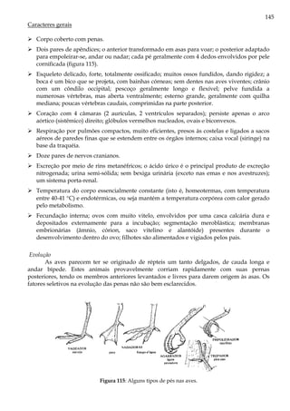 145
Caracteres gerais
Corpo coberto com penas.
Dois pares de apêndices; o anterior transformado em asas para voar; o posterior adaptado
para empoleirar-se, andar ou nadar; cada pé geralmente com 4 dedos envolvidos por pele
cornificada (figura 115).
Esqueleto delicado, forte, totalmente ossificado; muitos ossos fundidos, dando rigidez; a
boca é um bico que se projeta, com bainhas córneas; sem dentes nas aves viventes; crânio
com um côndilo occipital; pescoço geralmente longo e flexível; pelve fundida a
numerosas vértebras, mas aberta ventralmente; esterno grande, geralmente com quilha
mediana; poucas vértebras caudais, comprimidas na parte posterior.
Coração com 4 câmaras (2 aurículas, 2 ventrículos separados); persiste apenas o arco
aórtico (sistêmico) direito; glóbulos vermelhos nucleados, ovais e biconvexos.
Respiração por pulmões compactos, muito eficientes, presos às costelas e ligados a sacos
aéreos de paredes finas que se estendem entre os órgãos internos; caixa vocal (siringe) na
base da traquéia.
Doze pares de nervos cranianos.
Excreção por meio de rins metanéfricos; o ácido úrico é o principal produto de excreção
nitrogenada; urina semi-sólida; sem bexiga urinária (exceto nas emas e nos avestruzes);
um sistema porta-renal.
Temperatura do corpo essencialmente constante (isto é, homeotermas, com temperatura
entre 40-41 °C) e endotérmicas, ou seja mantém a temperatura corpórea com calor gerado
pelo metabolismo.
Fecundação interna; ovos com muito vitelo, envolvidos por uma casca calcária dura e
depositados externamente para a incubação; segmentação meroblástica; membranas
embrionárias (âmnio, córion, saco vitelino e alantóide) presentes durante o
desenvolvimento dentro do ovo; filhotes são alimentados e vigiados pelos pais.
Evolução
As aves parecem ter se originado de répteis um tanto delgados, de cauda longa e
andar bípede. Estes animais provavelmente corriam rapidamente com suas pernas
posteriores, tendo os membros anteriores levantados e livres para darem origem às asas. Os
fatores seletivos na evolução das penas não são bem esclarecidos.
Figura 115: Alguns tipos de pés nas aves.
 