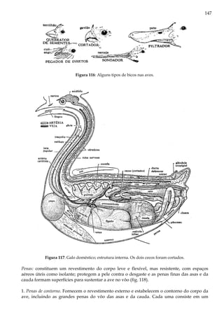 147
Figura 116: Alguns tipos de bicos nas aves.
Figura 117: Galo doméstico; estrutura interna. Os dois cecos foram cortados.
Penas: constituem um revestimento do corpo leve e flexível, mas resistente, com espaços
aéreos úteis como isolante; protegem a pele contra o desgaste e as penas finas das asas e da
cauda formam superfícies para sustentar a ave no vôo (fig. 118).
1. Penas de contorno. Fornecem o revestimento externo e estabelecem o contorno do corpo da
ave, incluindo as grandes penas do vôo das asas e da cauda. Cada uma consiste em um
 