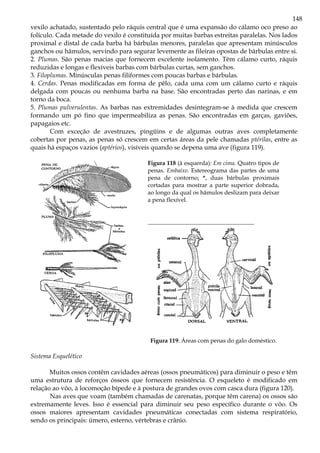 148
vexilo achatado, sustentado pelo ráquis central que é uma expansão do cálamo oco preso ao
folículo. Cada metade do vexilo é constituída por muitas barbas estreitas paralelas. Nos lados
proximal e distal de cada barba há bárbulas menores, paralelas que apresentam minúsculos
ganchos ou hâmulos, servindo para segurar levemente as fileiras opostas de bárbulas entre si.
2. Plumas. São penas macias que fornecem excelente isolamento. Têm cálamo curto, ráquis
reduzidas e longas e flexíveis barbas com bárbulas curtas, sem ganchos.
3. Filoplumas. Minúsculas penas filiformes com poucas barbas e bárbulas.
4. Cerdas. Penas modificadas em forma de pêlo, cada uma com um cálamo curto e ráquis
delgada com poucas ou nenhuma barba na base. São encontradas perto das narinas, e em
torno da boca.
5. Plumas pulverulentas. As barbas nas extremidades desintegram-se à medida que crescem
formando um pó fino que impermeabiliza as penas. São encontradas em garças, gaviões,
papagaios etc.
Com exceção de avestruzes, pingüins e de algumas outras aves completamente
cobertas por penas, as penas só crescem em certas áreas da pele chamadas ptérilas, entre as
quais há espaços vazios (aptérios), visíveis quando se depena uma ave (figura 119).
Figura 118 (à esquerda): Em cima. Quatro tipos de
penas. Embaixo. Estereograma das partes de uma
pena de contorno; *, duas bárbulas proximais
cortadas para mostrar a parte superior dobrada,
ao longo da qual os hâmulos deslizam para deixar
a pena flexível.
____________________________________
Figura 119: Áreas com penas do galo doméstico.
Sistema Esquelético
Muitos ossos contêm cavidades aéreas (ossos pneumáticos) para diminuir o peso e têm
uma estrutura de reforços ósseos que fornecem resistência. O esqueleto é modificado em
relação ao vôo, à locomoção bípede e à postura de grandes ovos com casca dura (figura 120).
Nas aves que voam (também chamadas de carenatas, porque têm carena) os ossos são
extremamente leves. Isso é essencial para diminuir seu peso específico durante o vôo. Os
ossos maiores apresentam cavidades pneumáticas conectadas com sistema respiratório,
sendo os principais: úmero, esterno, vértebras e crânio.
 