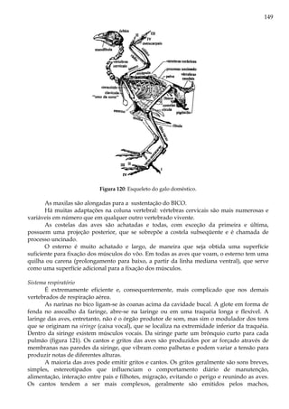 149
Figura 120: Esqueleto do galo doméstico.
As maxilas são alongadas para a sustentação do BICO.
Há muitas adaptações na coluna vertebral: vértebras cervicais são mais numerosas e
variáveis em número que em qualquer outro vertebrado vivente.
As costelas das aves são achatadas e todas, com exceção da primeira e última,
possuem uma projeção posterior, que se sobrepõe a costela subseqüente e é chamada de
processo uncinado.
O esterno é muito achatado e largo, de maneira que seja obtida uma superfície
suficiente para fixação dos músculos do vôo. Em todas as aves que voam, o esterno tem uma
quilha ou carena (prolongamento para baixo, a partir da linha mediana ventral), que serve
como uma superfície adicional para a fixação dos músculos.
Sistema respiratório
É extremamente eficiente e, consequentemente, mais complicado que nos demais
vertebrados de respiração aérea.
As narinas no bico ligam-se às coanas acima da cavidade bucal. A glote em forma de
fenda no assoalho da faringe, abre-se na laringe ou em uma traquéia longa e flexível. A
laringe das aves, entretanto, não é o órgão produtor de som, mas sim o modulador dos tons
que se originam na siringe (caixa vocal), que se localiza na extremidade inferior da traquéia.
Dentro da siringe existem músculos vocais. Da siringe parte um brônquio curto para cada
pulmão (figura 121). Os cantos e gritos das aves são produzidos por ar forçado através de
membranas nas paredes da siringe, que vibram como palhetas e podem variar a tensão para
produzir notas de diferentes alturas.
A maioria das aves pode emitir gritos e cantos. Os gritos geralmente são sons breves,
simples, estereotipados que influenciam o comportamento diário de manutenção,
alimentação, interação entre pais e filhotes, migração, evitando o perigo e reunindo as aves.
Os cantos tendem a ser mais complexos, geralmente são emitidos pelos machos,
 