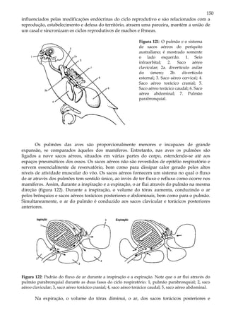 150
influenciados pelas modificações endócrinas do ciclo reprodutivo e são relacionados com a
reprodução, estabelecimento e defesa do território, atraem uma parceira, mantém a união de
um casal e sincronizam os ciclos reprodutivos de machos e fêmeas.
Figura 121: O pulmão e o sistema
de sacos aéreos do periquito
australiano; é mostrado somente
o lado esquerdo. 1. Seio
infraorbital; 2. Saco aéreo
clavicular; 2a. divertículo axilar
do úmero; 2b. divertículo
esternal; 3. Saco aéreo cervical; 4.
Saco aéreo torácico cranial; 5.
Saco aéreo torácico caudal; 6. Saco
aéreo abdominal; 7. Pulmão
parabronquial.
Os pulmões das aves são proporcionalmente menores e incapazes de grande
expansão, se comparados àqueles dos mamíferos. Entretanto, nas aves os pulmões são
ligados a nove sacos aéreos, situados em várias partes do corpo, estendendo-se até aos
espaços pneumáticos dos ossos. Os sacos aéreos não são revestidos de epitélio respiratório e
servem essencialmente de reservatório, bem como para dissipar calor gerado pelos altos
níveis de atividade muscular do vôo. Os sacos aéreos fornecem um sistema no qual o fluxo
de ar através dos pulmões tem sentido único, ao invés de ter fluxo e refluxo como ocorre nos
mamíferos. Assim, durante a inspiração e a expiração, o ar flui através do pulmão na mesma
direção (figura 122). Durante a inspiração, o volume do tórax aumenta, conduzindo o ar
pelos brônquios e sacos aéreos torácicos posteriores e abdominais, bem como para o pulmão.
Simultaneamente, o ar do pulmão é conduzido aos sacos clavicular e torácicos posteriores
anteriores.
Figura 122: Padrão do fluxo de ar durante a inspiração e a expiração. Note que o ar flui através do
pulmão parabronquial durante as duas fases do ciclo respiratório. 1, pulmão parabronquial; 2, saco
aéreo clavicular; 3, saco aéreo torácico cranial; 4, saco aéreo torácico caudal; 5, saco aéreo abdominal.
Na expiração, o volume do tórax diminui, o ar, dos sacos torácicos posteriores e
 