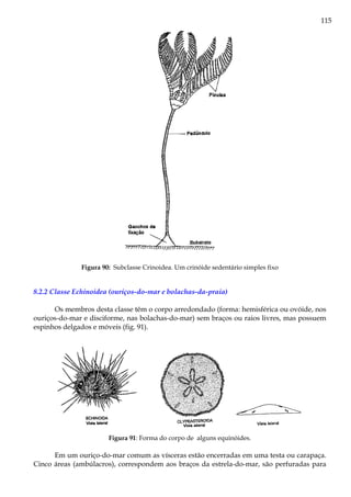 115
Figura 90: Subclasse Crinoidea. Um crinóide sedentário simples fixo
8.2.2 Classe Echinoidea (ouriços-do-mar e bolachas-da-praia)
Os membros desta classe têm o corpo arredondado (forma: hemisférica ou ovóide, nos
ouriços-do-mar e disciforme, nas bolachas-do-mar) sem braços ou raios livres, mas possuem
espinhos delgados e móveis (fig. 91).
Figura 91: Forma do corpo de alguns equinóides.
Em um ouriço-do-mar comum as vísceras estão encerradas em uma testa ou carapaça.
Cinco áreas (ambúlacros), correspondem aos braços da estrela-do-mar, são perfuradas para
 