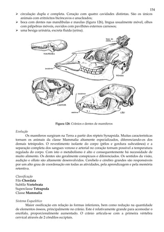 154
circulação dupla e completa. Coração com quatro cavidades distintas. São os únicos
animais com eritrócitos bicôncavos e anucleados;
boca com dentes nas mandíbulas e maxilas (figura 126), língua usualmente móvel, olhos
com pálpebras móveis, ouvidos com pavilhões externos carnosos;
uma bexiga urinária, excreta fluída (urina).
Figura 126: Crânios e dentes de mamíferos
Evolução
Os mamíferos surgiram na Terra a partir dos répteis Synapsida. Muitas características
tornam os animais da classe Mammalia altamente especializados, diferenciando-os dos
demais tetrápodes. O revestimento isolante do corpo (pêlos e gordura subcutânea) e a
separação completa dos sangues venoso e arterial no coração tornam possível a temperatura
regulada do corpo. Com isto o metabolismo é alto e consequentemente há necessidade de
muito alimento. Os dentes são geralmente conspícuos e diferenciados. Os sentidos da visão,
audição e olfato são altamente desenvolvidos. Cerebelo e cérebro grandes são responsáveis
por um alto grau de coordenação em todas as atividades, pela aprendizagem e pela memória
retentiva.
Classificação
Filo Chordata
Subfilo Vertebrata
Superclasse Tetrapoda
Classe Mammalia
Sistema Esquelético
Maior ossificação em relação às formas inferiores, bem como redução na quantidade
de elementos ósseos, principalmente no crânio. Este é relativamente grande para acomodar o
encéfalo, proporcionalmente aumentado. O crânio articula-se com a primeira vértebra
cervical através de 2 côndilos occiptais.
 