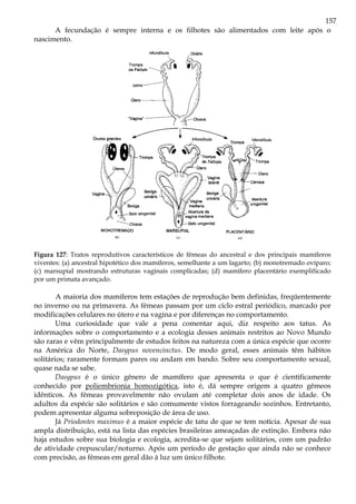 157
A fecundação é sempre interna e os filhotes são alimentados com leite após o
nascimento.
Figura 127: Tratos reprodutivos característicos de fêmeas do ancestral e dos principais mamíferos
viventes: (a) ancestral hipotético dos mamíferos, semelhante a um lagarto; (b) monotremado ovíparo;
(c) marsupial mostrando estruturas vaginais complicadas; (d) mamífero placentário exemplificado
por um primata avançado.
A maioria dos mamíferos tem estações de reprodução bem definidas, freqüentemente
no inverno ou na primavera. As fêmeas passam por um ciclo estral periódico, marcado por
modificações celulares no útero e na vagina e por diferenças no comportamento.
Uma curiosidade que vale a pena comentar aqui, diz respeito aos tatus. As
informações sobre o comportamento e a ecologia desses animais restritos ao Novo Mundo
são raras e vêm principalmente de estudos feitos na natureza com a única espécie que ocorre
na América do Norte, Dasypus novencinctus. De modo geral, esses animais têm hábitos
solitários; raramente formam pares ou andam em bando. Sobre seu comportamento sexual,
quase nada se sabe.
Dasypus é o único gênero de mamífero que apresenta o que é cientificamente
conhecido por poliembrionia homozigótica, isto é, dá sempre origem a quatro gêmeos
idênticos. As fêmeas provavelmente não ovulam até completar dois anos de idade. Os
adultos da espécie são solitários e são comumente vistos forrageando sozinhos. Entretanto,
podem apresentar alguma sobreposição de área de uso.
Já Priodontes maximus é a maior espécie de tatu de que se tem notícia. Apesar de sua
ampla distribuição, está na lista das espécies brasileiras ameaçadas de extinção. Embora não
haja estudos sobre sua biologia e ecologia, acredita-se que sejam solitários, com um padrão
de atividade crepuscular/noturno. Após um período de gestação que ainda não se conhece
com precisão, as fêmeas em geral dão à luz um único filhote.
 