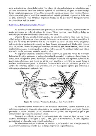 116
uma série dupla de pés ambulacrários. Nas placas há tubérculos baixos, arredondados, nos
quais os espinhos se articulam. Entre os espinhos há pedicelárias, as quais mantêm o corpo
limpo e capturam pequenas presas. Boca e ânus são centrais, mas em pólos opostos. Ouriços
alimentam-se de plantas marinhas, matéria animal morta e pequenos organismos. Bolachas-
da-praia alimentam-se de partículas orgânicas da areia ou do lodo através de ingestão direta
ou por meio de rede de muco.
8.2.3 Classe Asteroidea (estrelas-do-mar)
As estrelas-do-mar abundam em quase todas as costas marinhas, especialmente em
praias rochosas e ao redor de pilares de portos. Várias espécies vivem desde as linhas de
maré até profundidades consideráveis na areia e no lodo.
O corpo de uma estrela-do-mar consiste de um disco central e cinco raios ou braços
afilados (figura 92), mas um número maior de braços é característico de muitos asteróides. A
boca está no centro da superfície oral, na face inferior do disco. Em cada braço, um grande
sulco estende-se radialmente a partir da boca (sulcos ambulacrários). Cada sulco contém
duas ou quatro fileiras de projeções tubulares chamadas pés ambulacrários, estes são os
órgãos locomotores e formam parte do sistema hidrovascular. Na ponta de cada braço há um
tentáculo táctil e uma mancha ocelar, sensível a luz.
Na superfície aboral há espinhos obtusos calcários, os quais são partes do esqueleto.
Brânquias dérmicas pequenas e moles (chamadas de pápulas) projetam-se da cavidade do
corpo entre os espinhos para a respiração e excreção. Ao redor dos espinhos e pápulas há
pedicelárias diminutas em forma de pinça, que mantém a superfície do corpo limpa e
também auxiliam na captura de alimento. O ânus é uma abertura diminuta próxima ao
centro da superfície aboral e nas proximidades do madreporito (placa que comunica o
sistema ambulacrário ao meio externo).
Figura 92: Subclasse Asteroidea. Estrela-do-mar, Asterias forbesi.
As estrelas-do-mar alimentam-se de moluscos, crustáceos, vermes tubícolas e de
outros equinodermos. Algumas alimentam-se de matéria orgânica em suspensão. Animais
pequenos e ativos, mesmo peixes, ocasionalmente podem ser capturados pelos pés
ambulacrários e pedicelárias e levados à boca.
Quanto à reprodução, óvulos e espermatozóides são postos na água do mar, onde
ocorre a fecundação. A clivagem é rápida, total, igual e indeterminada. A larva originada
possui simetria bilateral e passa por diferentes fases.
Estrelas-do-mar sofrem acidentes na natureza e podem soltar um braço (autotomia)
quando manuseadas rudemente, mas os braços regeneram-se prontamente.
 