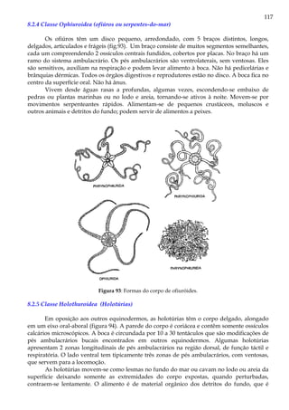 117
8.2.4 Classe Ophiuroidea (ofiúros ou serpentes-do-mar)
Os ofiúros têm um disco pequeno, arredondado, com 5 braços distintos, longos,
delgados, articulados e frágeis (fig.93). Um braço consiste de muitos segmentos semelhantes,
cada um compreendendo 2 ossículos centrais fundidos, cobertos por placas. No braço há um
ramo do sistema ambulacrário. Os pés ambulacrários são ventrolaterais, sem ventosas. Eles
são sensitivos, auxiliam na respiração e podem levar alimento à boca. Não há pedicelárias e
brânquias dérmicas. Todos os órgãos digestivos e reprodutores estão no disco. A boca fica no
centro da superfície oral. Não há ânus.
Vivem desde águas rasas a profundas, algumas vezes, escondendo-se embaixo de
pedras ou plantas marinhas ou no lodo e areia, tornando-se ativos à noite. Movem-se por
movimentos serpenteantes rápidos. Alimentam-se de pequenos crustáceos, moluscos e
outros animais e detritos do fundo; podem servir de alimentos a peixes.
Figura 93: Formas do corpo de ofiuróides.
8.2.5 Classe Holothuroidea (Holotúrias)
Em oposição aos outros equinodermos, as holotúrias têm o corpo delgado, alongado
em um eixo oral-aboral (figura 94). A parede do corpo é coriácea e contêm somente ossículos
calcários microscópicos. A boca é circundada por 10 a 30 tentáculos que são modificações de
pés ambulacrários bucais encontrados em outros equinodermos. Algumas holotúrias
apresentam 2 zonas longitudinais de pés ambulacrários na região dorsal, de função táctil e
respiratória. O lado ventral tem tipicamente três zonas de pés ambulacrários, com ventosas,
que servem para a locomoção.
As holotúrias movem-se como lesmas no fundo do mar ou cavam no lodo ou areia da
superfície deixando somente as extremidades do corpo expostas, quando perturbadas,
contraem-se lentamente. O alimento é de material orgânico dos detritos do fundo, que é
 