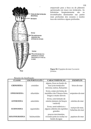118
empurrado para a boca ou de plâncton
aprisionado em muco nos tentáculos. As
holotúrias freqüentemente são os
invertebrados dominantes nas partes
mais profundas dos oceanos e muitos
taxa são restritos a águas profundas.
Figura 94: O pepino-do-mar Cucumaria
frondosa.
Resumo da classificação:
CLASSE EM PORTUGUÊS CARACTERÍSTICAS EXEMPLOS
CRINOIDEA crinóides
alguns, fixos no fundo do
mar (com tentáculos
móveis); outros, flutuantes
lírios-do-mar
OPHIUROIDEA ofiuróides
livres, corpo em forma de
medalha com 5 braços finos,
longos e muito móveis
serpentes-do-mar
ASTEROIDEA asteróides
livres, com formato de
estrela (número de braços
variável)
estrelas-do-mar
ECHINOIDEA equinóides
livres, semi-esféricos e
alguns cobertos de espinhos
grandes
ouriços-do-mar,
bolachas-do-mar
HOLOTHUROIDEA holoturóides
poucos movimentos,
vivendo junto às rochas no
fundo da água
pepinos-do-mar
 