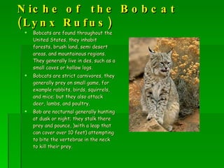 Niche of  the Bobcat (Lynx Rufus) Bobcats are found throughout the United States, they inhabit forests, brush land, semi desert areas, and mountainous regions. They generally live in des, such as a small caves or hollow logs. Bobcats are strict carnivores, they generally prey on small game, for example rabbits, birds, squirrels, and mice; but they also attack deer, lambs, and poultry. Bob are nocturnal generally hunting at dusk or night; they stalk there prey and pounce, )with a leap that can cover over 10 feet) attempting to bite the vertebrae in the neck to kill their prey.  