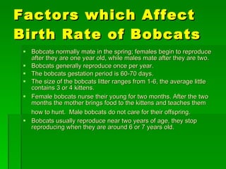 Factors which Affect Birth Rate of Bobcats Bobcats normally mate in the spring; females begin to reproduce after they are one year old, while males mate after they are two.  Bobcats generally reproduce once per year. The bobcats gestation period is 60-70 days. The size of the bobcats litter ranges from 1-6, the average little contains 3 or 4 kittens. Female bobcats nurse their young for two months. After the two months the mother brings food to the kittens and teaches them how to hunt.  Male bobcats do not care for their offspring.   Bobcats usually reproduce near two years of age, they stop reproducing when they are around 6 or 7 years old.  