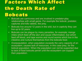 Factors Which Affect the Death Rate of Bobcats Bobcats are carnivores and are involved in predator-play relationships with small game. For example the bobcat, predator, captures and kills rabbits, the prey. Bobcats live around 12 years in the wild, but in captivity they can live up to 32 years. Bobcats can be plague by many parasites, for example; mange mites which feed off the skin and cause inflammation, lice which feed off blood, and tape worms and round worms which live in the intestine and nurture themselves from the bobcats food. Overpopulation, when population exceeds the carry capacity of an ecosystem, causes lack of resources, in this case prey, for the bobcat population. When the population can not be supported due to lack of food bobcats perish until the ecosystem can support their population. 