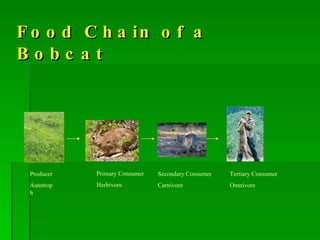 Food Chain of a Bobcat Producer Autotroph Primary Consumer Herbivore Secondary Consumer Carnivore Tertiary Consumer Omnivore 