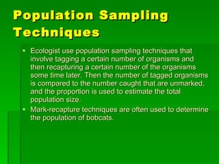 Population Sampling Techniques Ecologist use population sampling techniques that involve tagging a certain number of organisms and then recapturing a certain number of the organisms some time later. Then the number of tagged organisms is compared to the number caught that are unmarked,  and the proportion is used to estimate the total population size.  Mark-recapture techniques are often used to determine the population of bobcats. 