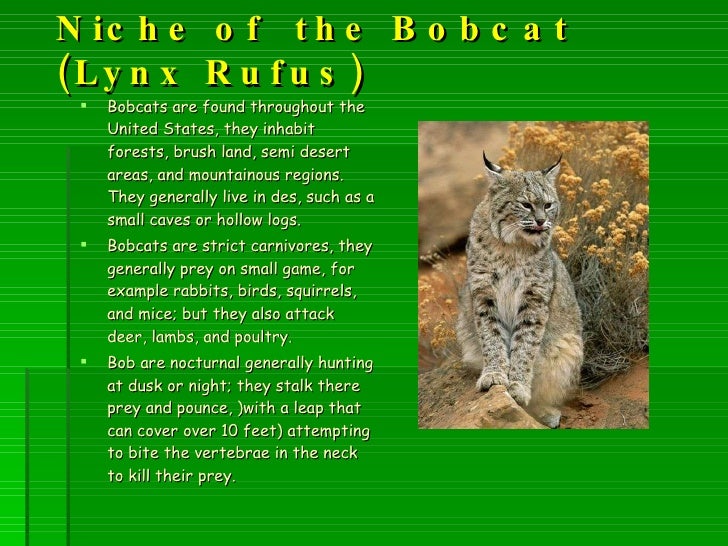 bio 2 bobcat for